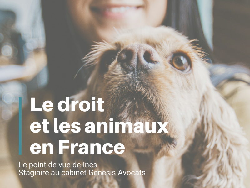 Le droit et les animaux en France
